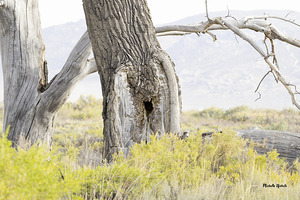 Tree Hole by Michelle Nichols