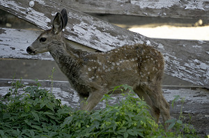 Baby Deer by Michelle Nichols