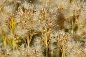 Seed Head Whisps by Michelle Nichols