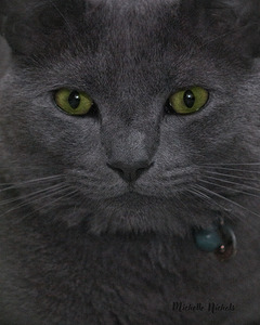 Green Eyed Fonzie by Michelle Nichols