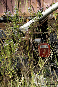 Flowers in the Junkyard by Michelle Nichols