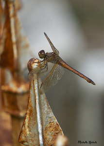 Rusty the Dragonfly