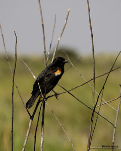 Red winged Blackbird by Michelle Nichols