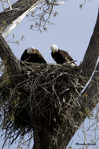Eagle Couple