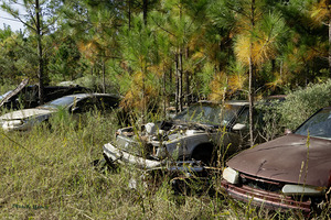 All Lined Up by Michelle Nichols