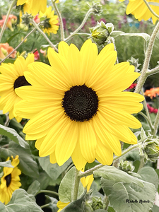 Sissy s Sunflower by Michelle Nichols