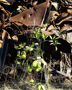 Junkyard Lemon Tree by Michelle Nichols