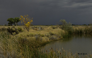 Stormy Field by Michelle Nichols