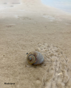 Making My Way Home by Michelle Nichols