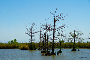 Venice LA by Michelle Nichols