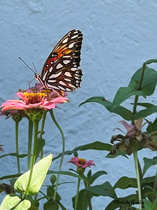Southern Royalty In Bloom copy by Michelle Nichols
