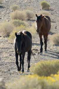 Wild Horses by Michelle Nichols