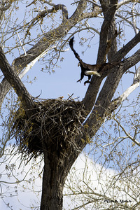 Bringing the Groceries