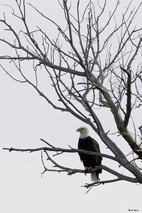Eagle 5 by Michelle Nichols