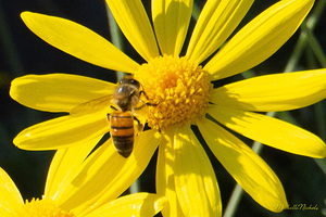 Bee The Flower by Michelle Nichols