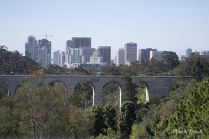 Bridge at the San Diego Zoo by Michelle Nichols