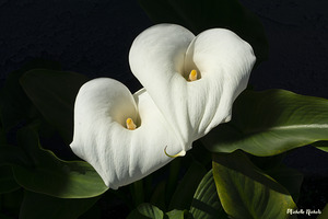 Calla Lilly by Michelle Nichols