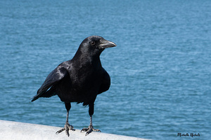 Crow at the Beach 1717431764.8933 by Michelle Nichols