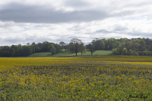 Keith Spring Mtn Valley