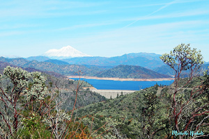 Lake Shasta