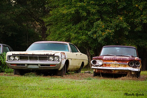 Old Cars in a Field