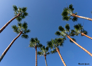 Palm Trees