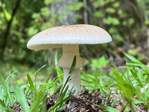 The Mushroom