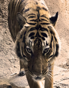 Tiger by Michelle Nichols