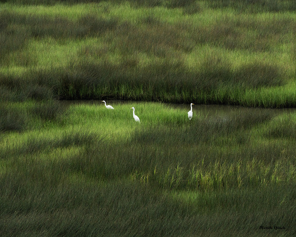 Three Is A Crowd Print