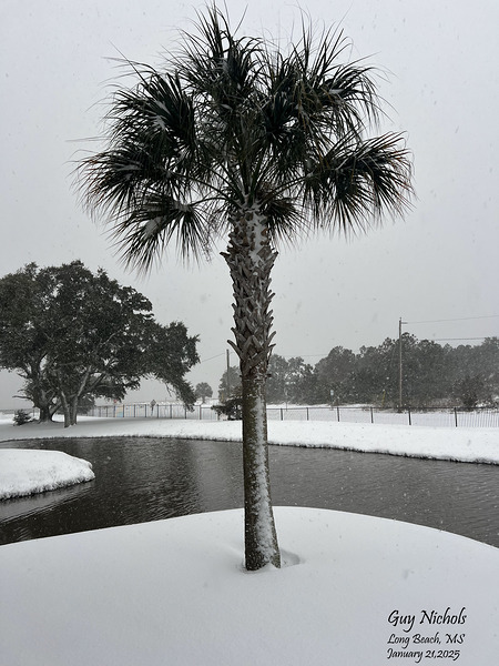 Guy s Snowy Palm Tree Print