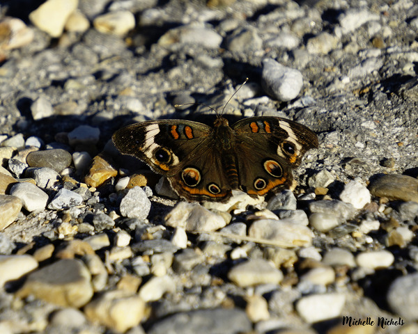Wings of Autumn Print