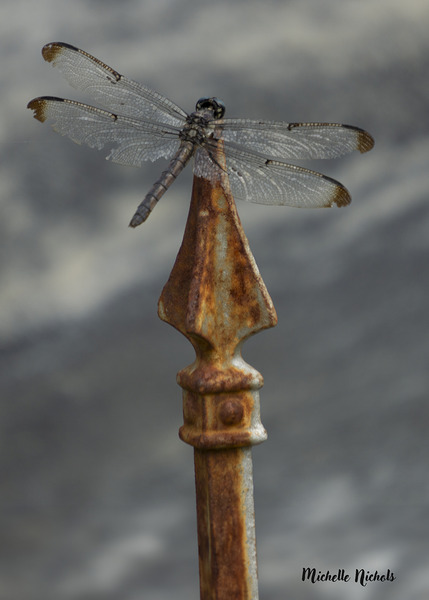 Azul the Dragonfly Print