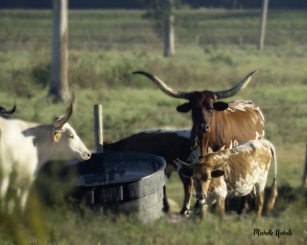 Gossip at the Water Cooler Print
