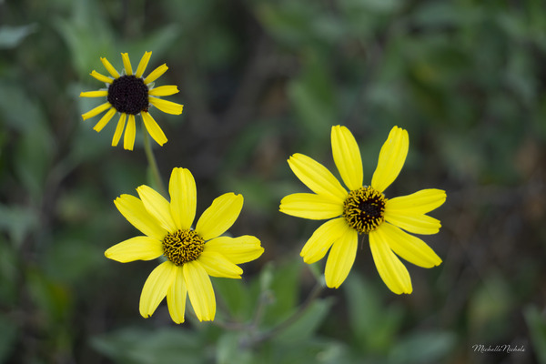 3 Yellow Flowers Print