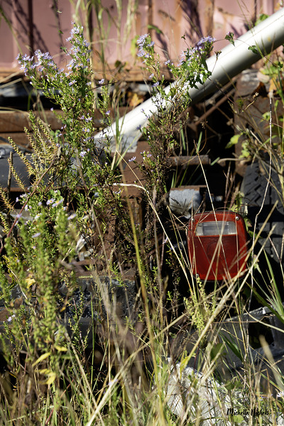 Flowers in the Junkyard Print