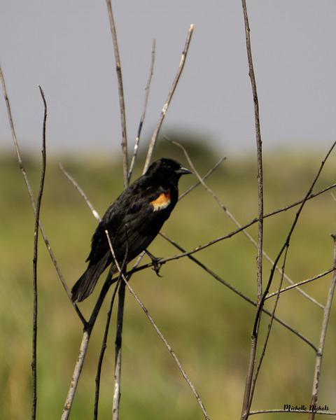 Red winged Blackbird Print