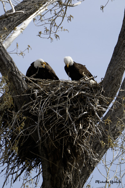 Eagle Couple Print