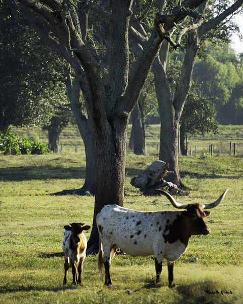 Mom and Calf Greet the Morning Print