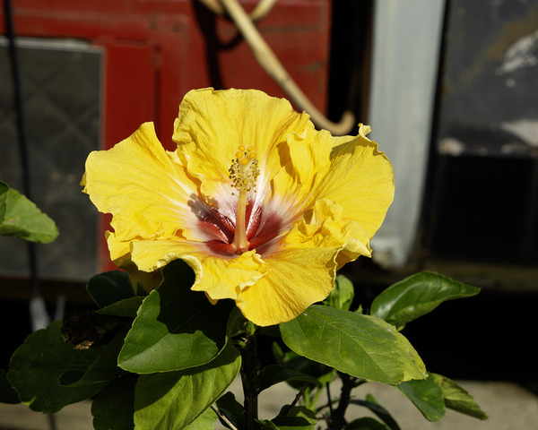 Junkyard Hibiscus Print