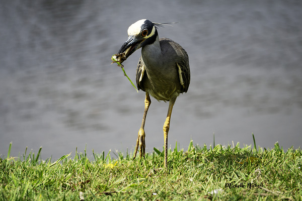 Heron s Little Snack Print