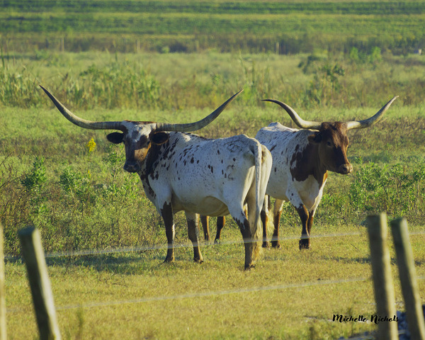 Double Trouble Print