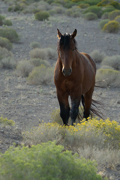 Wild Brown Horse Print