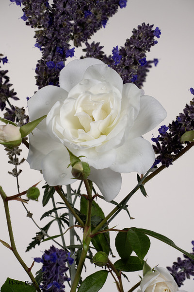 White Rose and Anise Hyssop Print