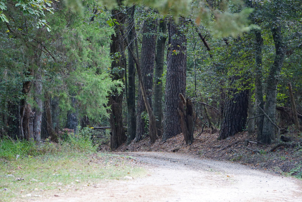 A Country Lane Print