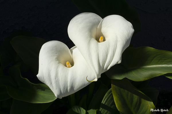 Calla Lilly Print