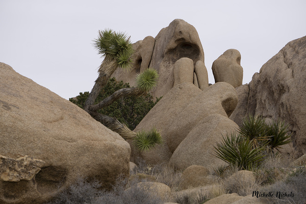 Joshua Tree Bolders Print