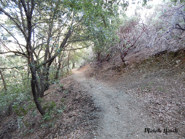 Mountain Trail Print