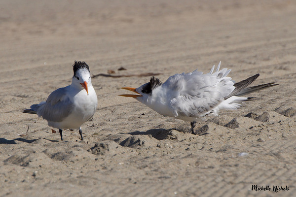 Seagull Couple Print