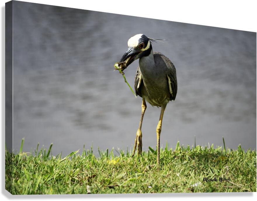 Heron s Little Snack Canvas Print