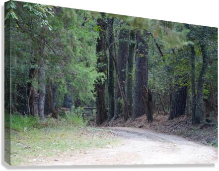 A Country Lane Canvas Print